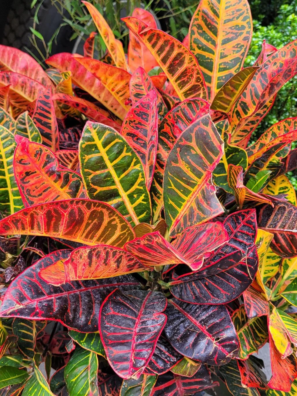 Croton Big thumbnail 3